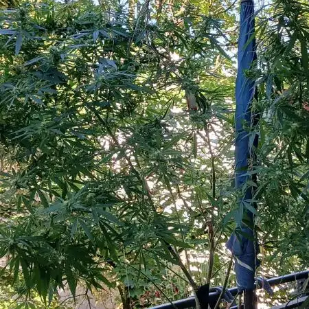 RQS Special Queen #1 Balcony