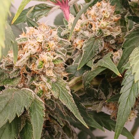 DWC Grow with Advanced Seeds