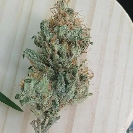 My first Indoor Grow