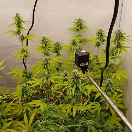 Auto Journey with FastBuds and Barney's
