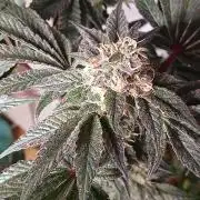 Regular Company for the DWC Lady