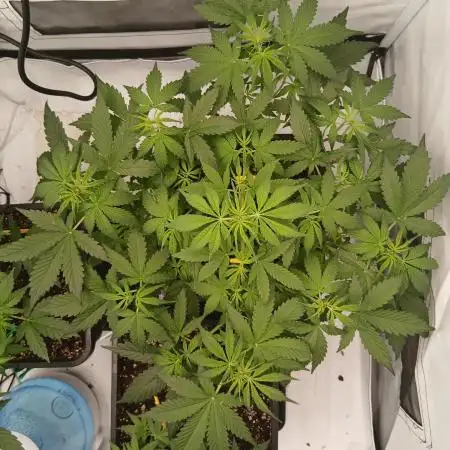 Auto Journey with FastBuds and Barney's