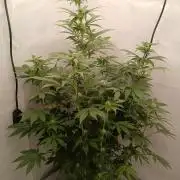 DWC Grow with Advanced Seeds