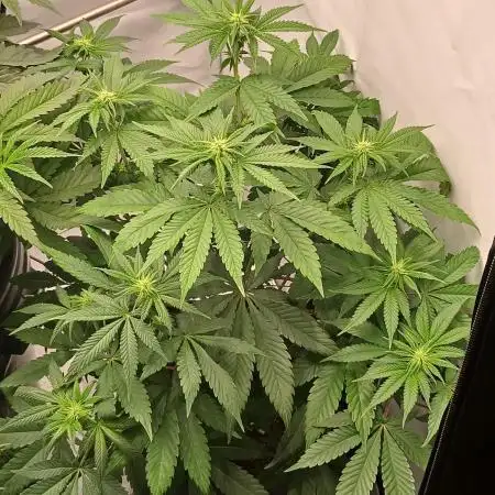 Super Sativa Seed Club Soil Version