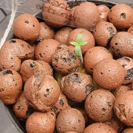DWC Grow with Advanced Seeds