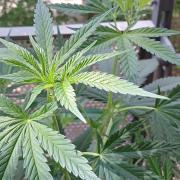 Super Sativa Seed Club Outdoor Version
