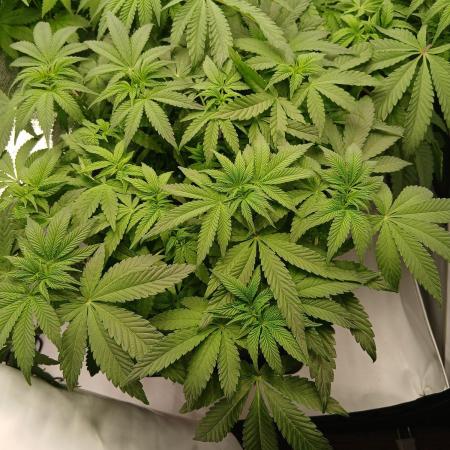 Regular Company for the DWC Lady