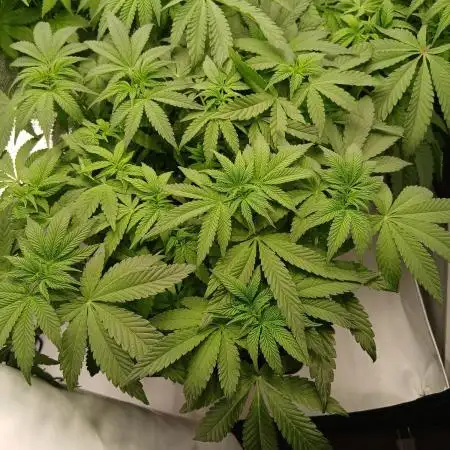 Regular Company for the DWC Lady