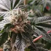 Regular Company for the DWC Lady