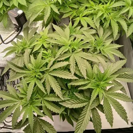 Regular Company for the DWC Lady