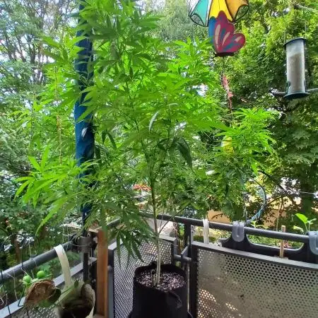 RQS Special Queen #1 Balcony