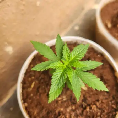 First Time Grow