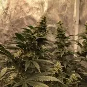 The dude’s kush & gushers