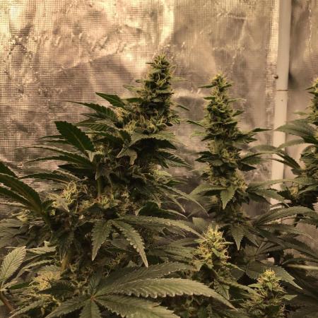 The dude’s kush & gushers