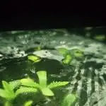 1st grow back