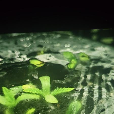 1st grow back