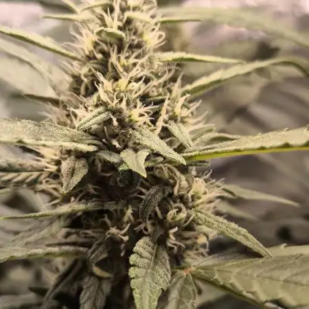 Lemon Cherry Cookies Auto FastBuds