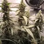 Lemon Cherry Cookies Auto FastBuds