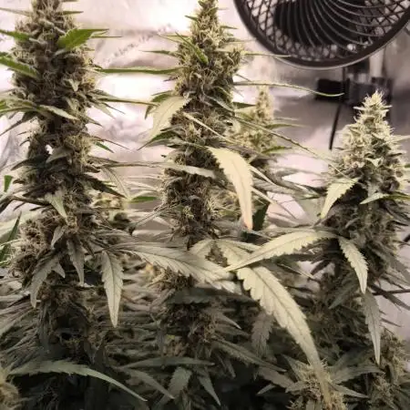 Lemon Cherry Cookies Auto FastBuds