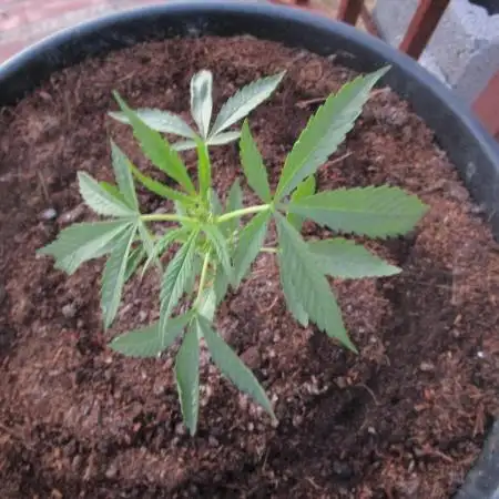 Divine Seeds - Auto Moon Rock