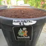Divine Seeds - Auto Fractal