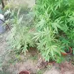 Autoflorecientes Eurogrow en Bancal