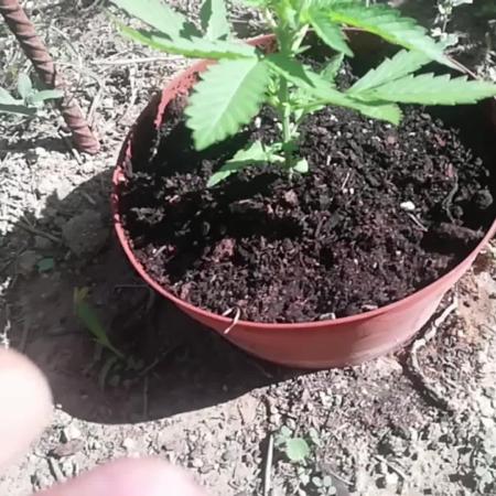 Autoflorecientes Eurogrow en Bancal