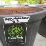 Divine Seeds - Auto Moon Rock