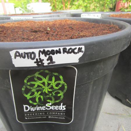 Divine Seeds - Auto Moon Rock
