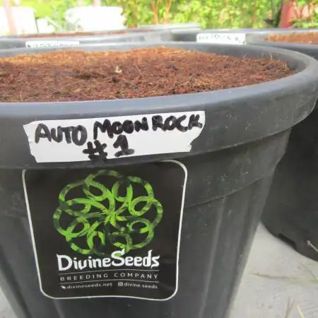 Divine Seeds - Auto Moon Rock