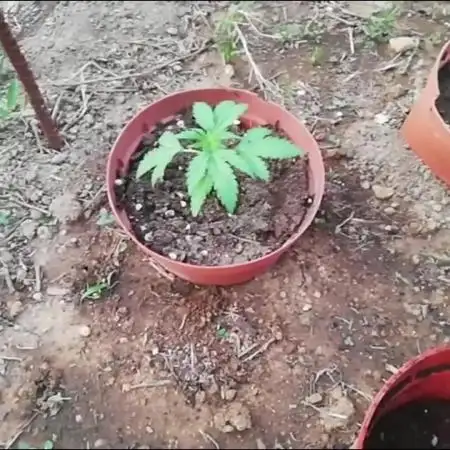 Autoflorecientes Eurogrow en Bancal