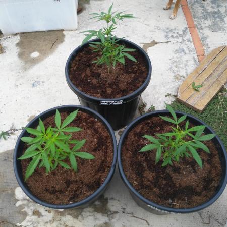 Auto Fractal vs Auto Moonroock Divine Se