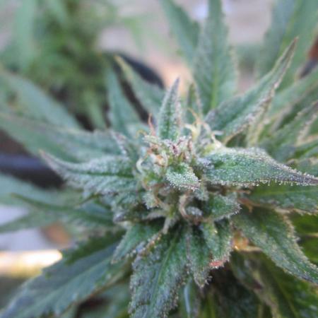 Auto Fractal vs Auto Moonroock Divine Se