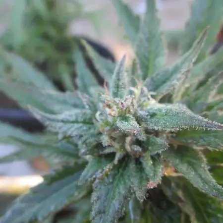 Auto Fractal vs Auto Moonroock Divine Se