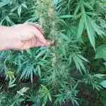 Autoflorecientes Eurogrow en Bancal