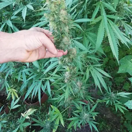 Autoflorecientes Eurogrow en Bancal