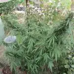 Sugar Black Rose F:V- Regalo Eurogrow
