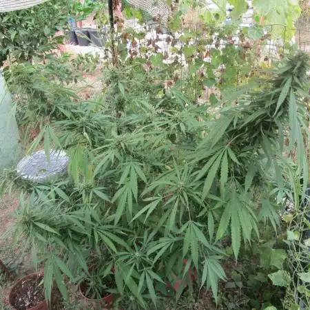 Sugar Black Rose F:V- Regalo Eurogrow