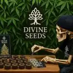 Divine Seeds - Auto Moon Rock