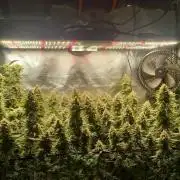 Papaya Zoap F1 V2