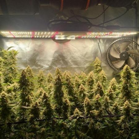 Papaya Zoap F1 V2