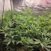 Humboldt Specials