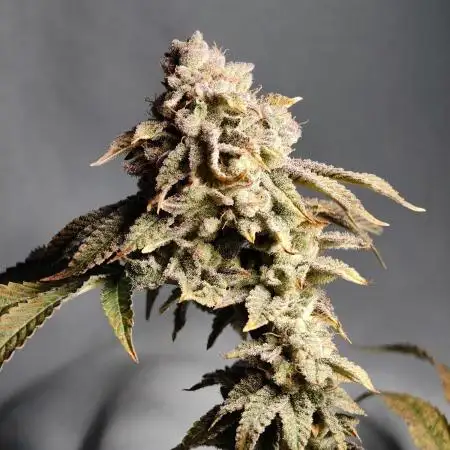 Grounded Genetics im Sumpf