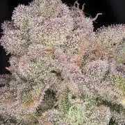 Grounded Genetics im Sumpf