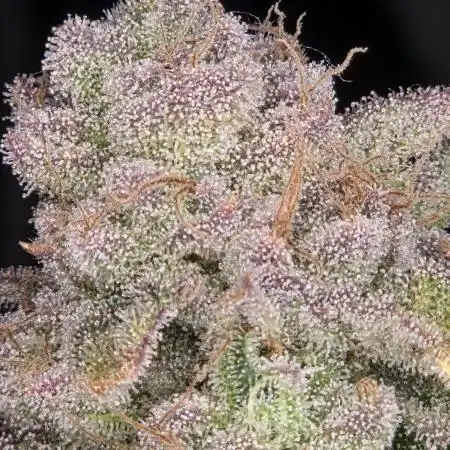 Grounded Genetics im Sumpf