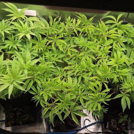 Grounded Genetics im Sumpf