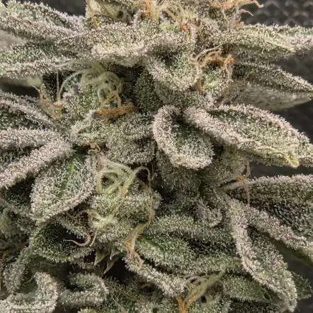 Grounded Genetics im Sumpf