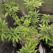 Humboldt Specials