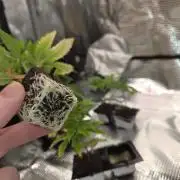 Grounded Genetics im Sumpf