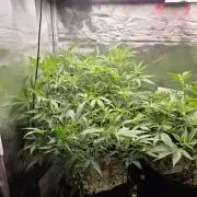 Humboldt Specials